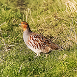 Garten Rotschwanz